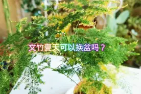 文竹夏天可以换盆吗?视频封面