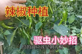 辣椒长虫别打农药，用这种水喷一喷虫子自动消失，辣椒摘不停视频封面