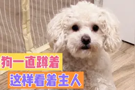 狗狗一直在主人边上蹲着一动不动，主人猜了好久才猜对狗狗意图…视频封面
