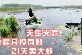 3.12号每亩投90斤虾苗，养殖21天后下地笼，大家猜猜看产量如何？视频封面