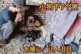 狗下7个崽，大狗保护小狗太暖心了，瞬间流泪，好有人性视频封面