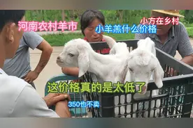 河南农村羊市，小羊羔价格怎么样？想不到100块钱就能买到一只。