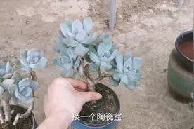 给多肉冬美人换一个陶瓷花盆，夏天温度高不脱土直接换盆视频封面