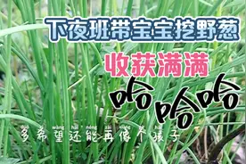 下夜班带宝宝去挖野葱，收获满满！视频封面