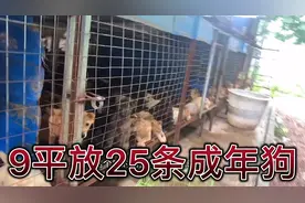 广西肉狗养殖场：笼养9平25条狗从小养到大视频封面