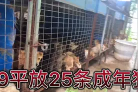 广西肉狗养殖场：笼养9平25条狗从小养到大视频封面