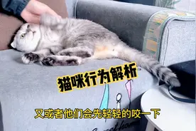 猫的奇怪行为：为什么当我们在抚摸猫的时候，它们会忽然咬我们？视频封面