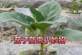 茄子生虫不用着急，只需一招，就能让茄子上的蚜虫红蜘蛛通通杀灭