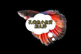 孔雀鱼小鱼苗的喂养方法