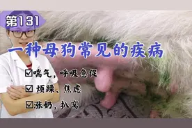 狗狗呼吸急促，焦虑不安，是什么原因导致的？我们来讲解这个疾病视频封面