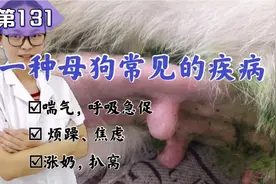 狗狗呼吸急促，焦虑不安，是什么原因导致的？我们来讲解这个疾病视频封面