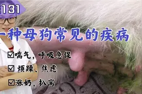 狗狗呼吸急促，焦虑不安，是什么原因导致的？我们来讲解这个疾病视频封面