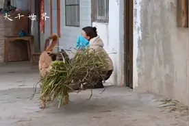 全网最顾家的狗子会做家务会赚钱通人性，看家护院杠杠滴。视频封面