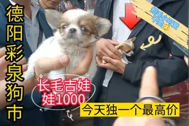 德阳彩泉狗市，长毛吉娃娃1000元贵❓今天独一个❗️拿上手都不舍放视频封面
