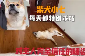 柴犬小七每天都特别的乖巧，对主人完全信任的睡姿，就是这样视频封面