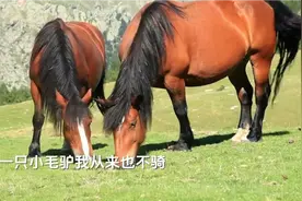 儿歌 《小毛驴》视频封面