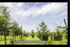 天然林保护工程视频封面