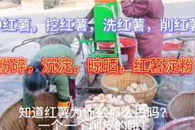 红薯3角一斤，红薯淀粉7元一斤，100斤红薯产18斤粉，努力生活！视频封面
