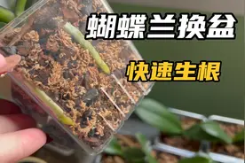 春天换盆季，蝴蝶兰换盆后快速生根的5个秘诀！