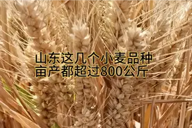 山东这几个小麦品种，产量高品质好，亩产都超过800公斤视频封面