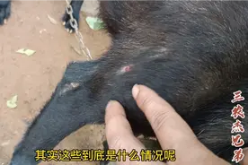 狗狗掉毛身上长疙瘩，身上喷一点，几天就好了视频封面