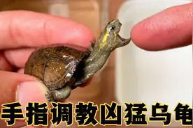 养了一年的乌龟喜欢咬人，小伙用手指迅速调教！可玩性超高的乌龟视频封面