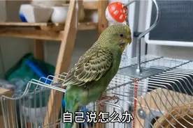 鹦鹉把同伴咬死后，没有一点伤心，是不是太无情，应该怎么办！