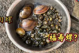 鱼塘里田螺泛滥成灾，不到一小时就收获满满半盆，太过瘾了！视频封面