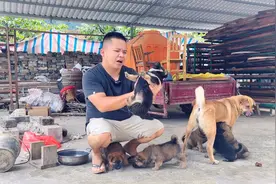 农村大叔花80元买的狗，一胎竟生了10个，看看什么品种的狗这么猛视频封面