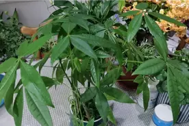 发财树怎么养？记住三要点，新手小白，也能养得好视频封面