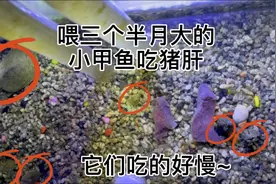 喂三个半月大小甲鱼猪肝吃，小甲鱼成长记