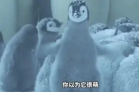 企鹅竟然也会飞？蠢萌外表下的内心却异常凶猛视频封面