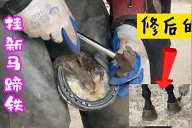 师傅为32万纯血马蹄装上马蹄铁，费用300元贵吗？过程超解压舒服