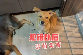 看到巧乐滋不懂事的样子，我是真的很生气，但是又是那样的无奈。视频封面