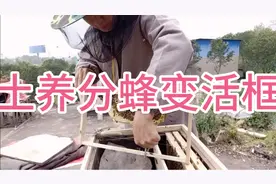 土养分蜂绑脾第二天拆除竹签视频封面