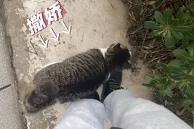 猫咪为什么会抖尾巴？一边撒娇，一边吵架，小猫太搞笑了！视频封面