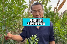 石榴树苗水肥管理视频封面