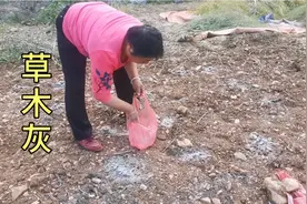 农村婆婆装一袋草木灰去西瓜地里，阿敏看傻眼，没想到还有这作用视频封面