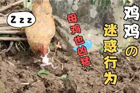 母鸡中的战斗鸡，母鸡吃青蛙视频封面