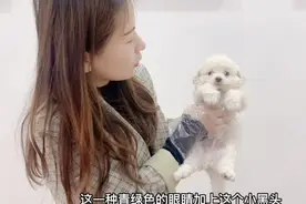 国内独一无二的“异瞳”小比熊，品相堪称完美，养户直呼十年难遇