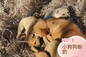 第一次看见，狗妈妈是如何给小狗狗断奶的。再吃，就咬往你脖子！视频封面