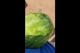 俄罗斯狗熊吃西瓜