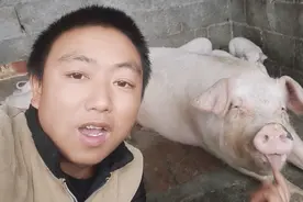 母猪产后不吃食的四个原因，你知道几个？80后小伙细心经验分享视频封面