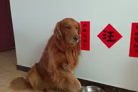 大金毛回到河北老家，冰天雪地开心奔跑，邻居的包容让人感动。视频封面