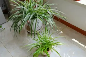 吊兰养护做好这些事，叶片翠绿不弯折，长的快不说，还还健壮视频封面