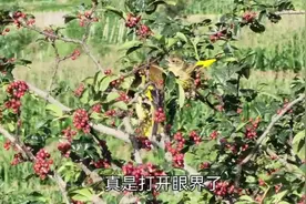 鸟视界：金翅雀口味独特哦，用花椒喂幼鸟见过吗？视频封面