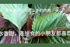原来紫苏还有那么多好处！汤水香甜，孩子经常喝提高免疫力视频封面