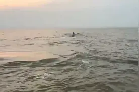 鲸鱼🐳活了终于游回大海，跟着鲸鱼去旅游啊送了一程啊视频封面