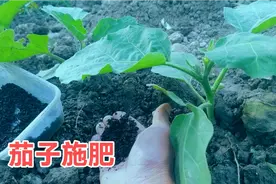茄子秧苗施肥，复合肥有机肥拌匀开沟追肥，结的多高产口感好入味
