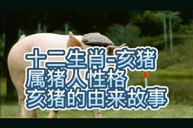 十二生肖之亥猪，猪是怎么排进十二生肖的，属猪人是哪年生人！视频封面
